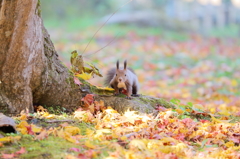 きせつはもうあきだよ♪