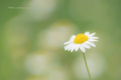 Chamomile