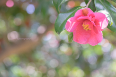 Pink Camellia