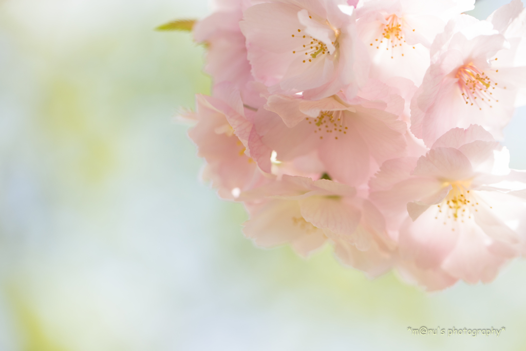 桜色。