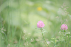 Red clover