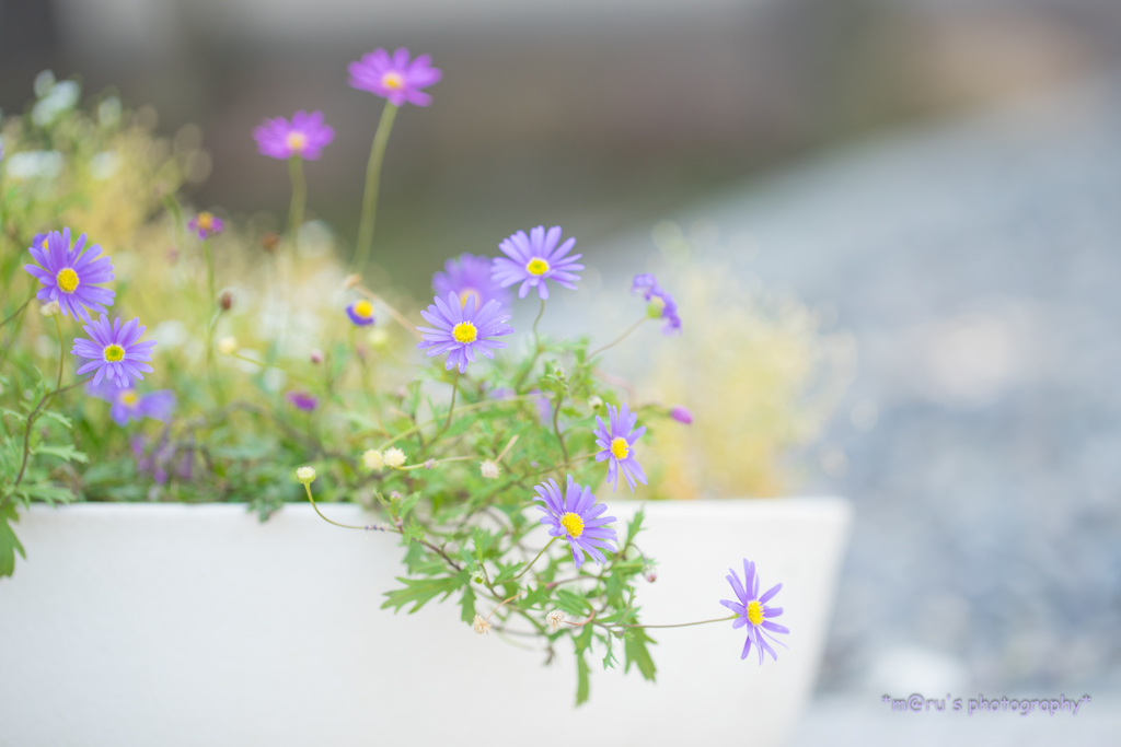 Blue daisy
