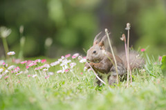 お花畑で朝食を