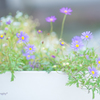 瑠璃雛菊