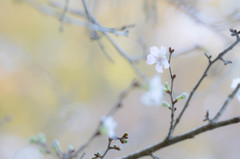 深秋に咲く十月桜