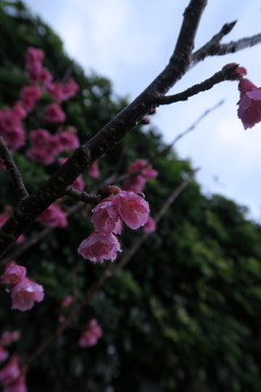 雨にも負けず