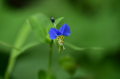 名前は知らない小さな花