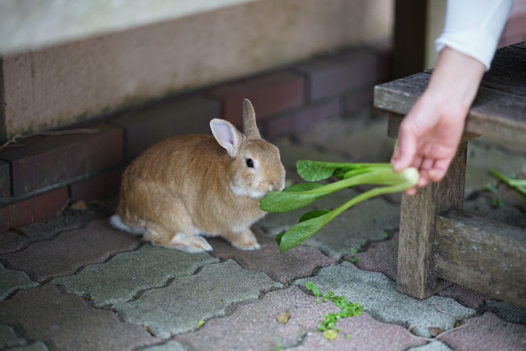 ラブも・・