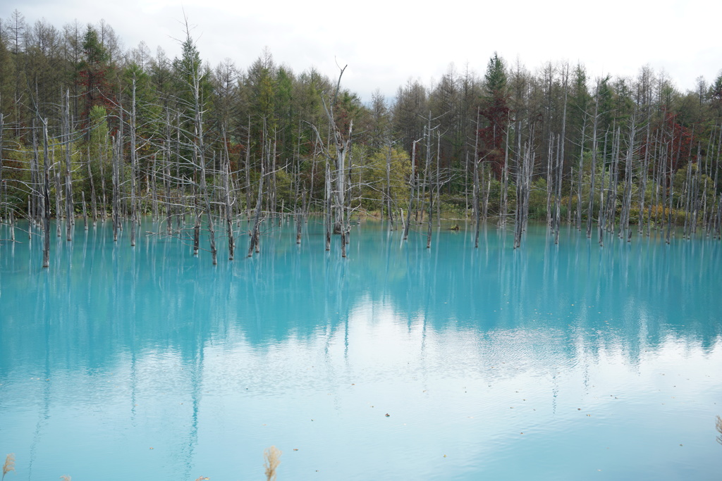 北海道 美瑛町 青池