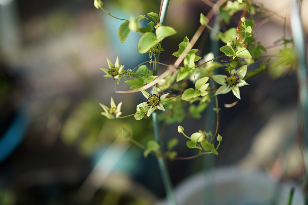 FE 85mm F1.4 GM 試写