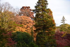 井の頭公園展望スペースより