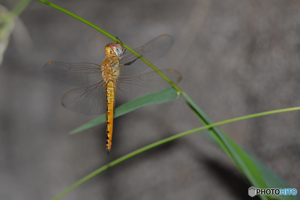 なんともかわいらしいぶら下がりかた