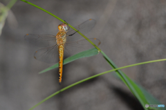 なんともかわいらしいぶら下がりかた