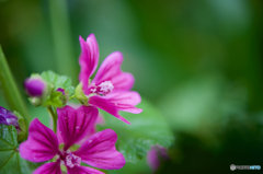 ピンクの花(2)