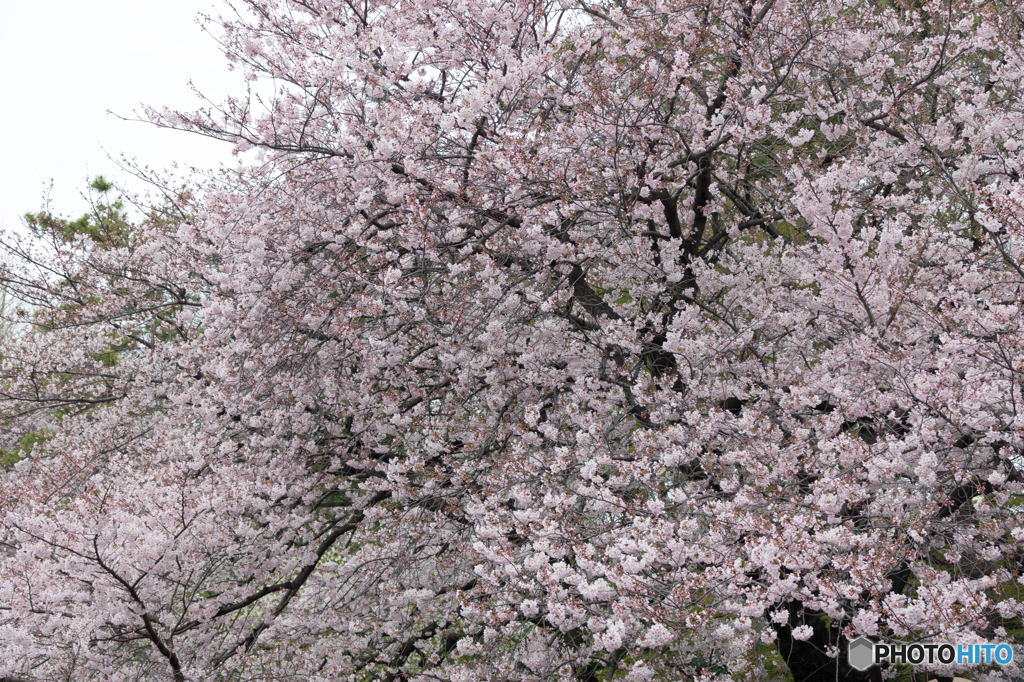 善福寺川沿いの桜(2)