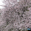 善福寺川沿いの桜(2)