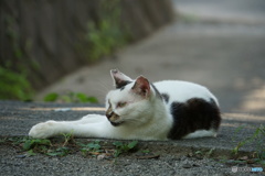 野良それぞれ(1)