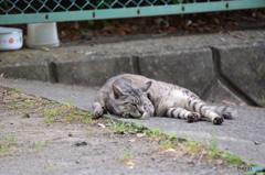 平和すぎるにゃー