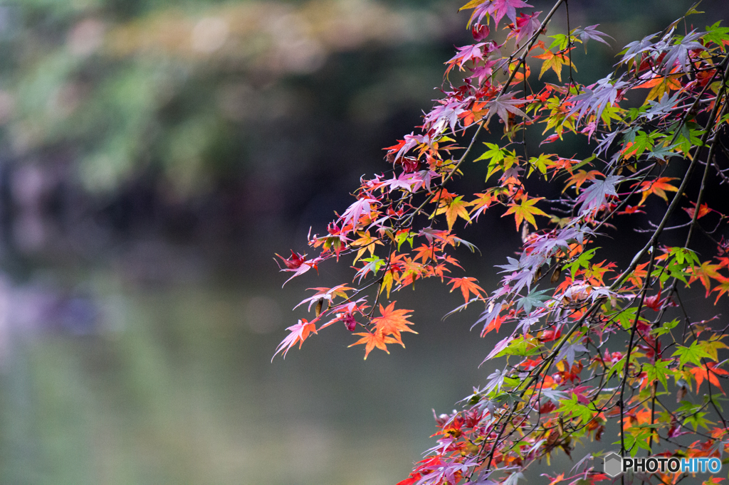 紅葉