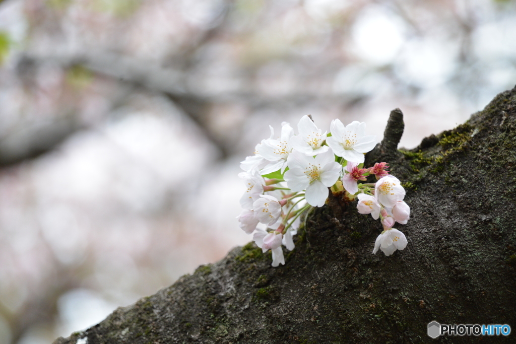 お花飾りみたい