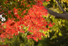 玉川上水沿いの紅葉