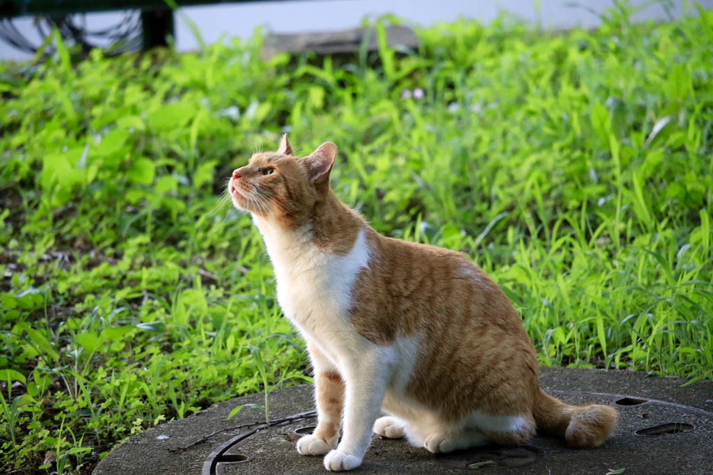 神様 どうか願いをかなえてください