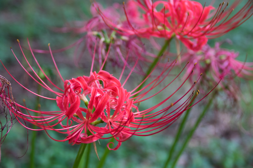 曼珠沙華