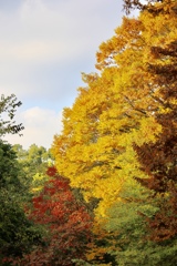 公園の紅葉