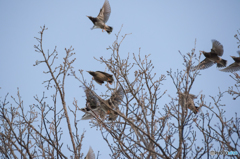 バサバサバサッ