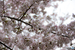 曇天下の桜