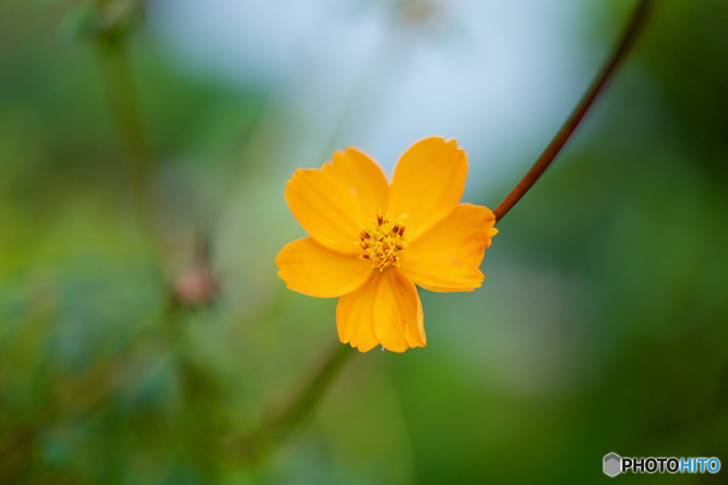 オレンジ色の花