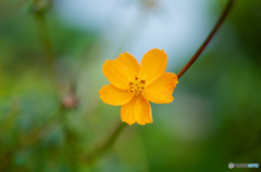 オレンジ色の花