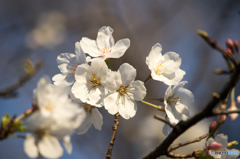 花見客も多く…