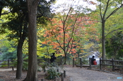 公園の紅葉