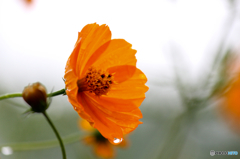 オレンジ色の花