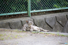 平和だにゃー