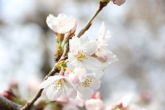 急に開花が進みましたが