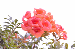 花．．。　何の花だろう