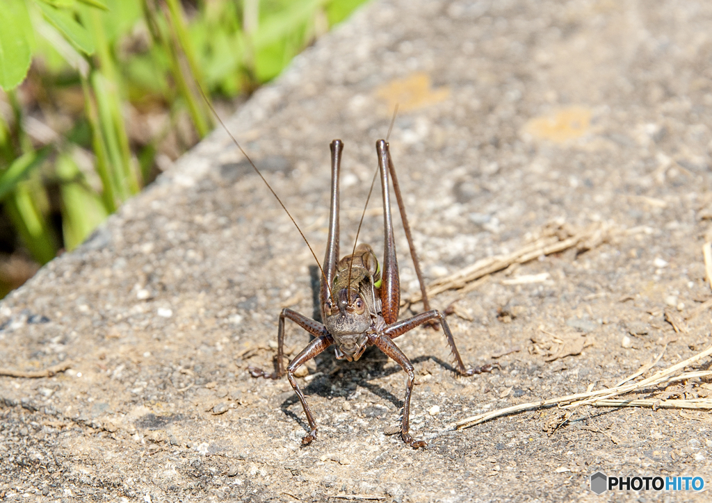 にらめっこ…(^_^;)