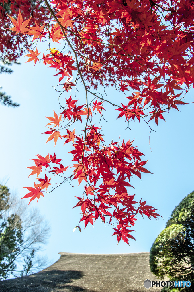 紅葉