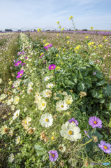 天然モノの寄せ植え