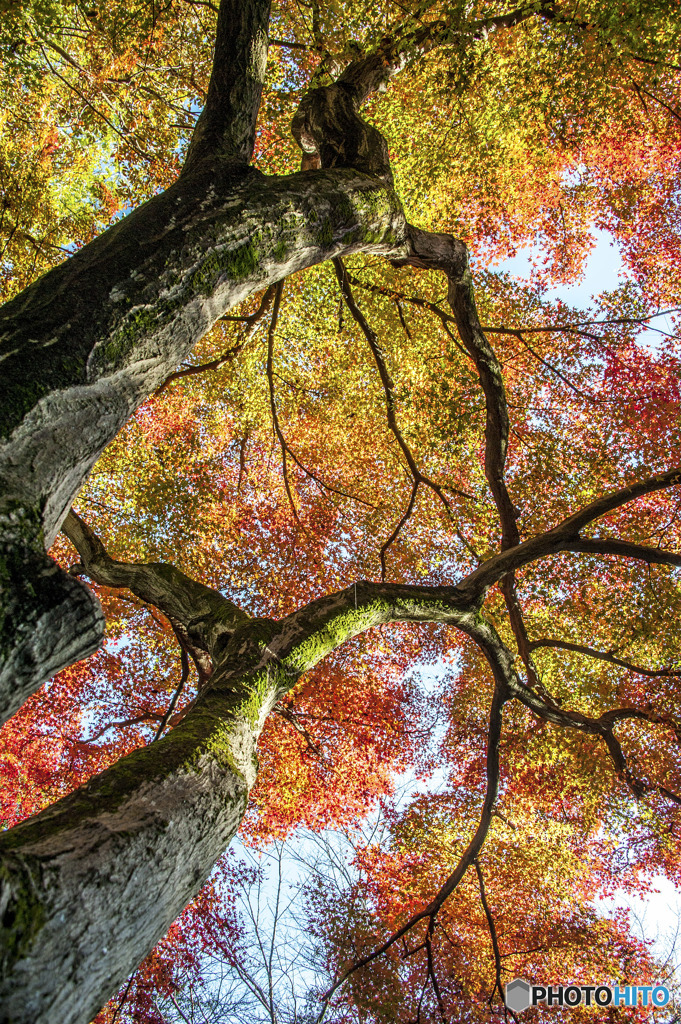 睡足軒の森の紅葉