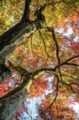 睡足軒の森の紅葉