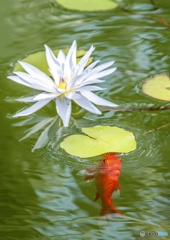 金魚と睡蓮1
