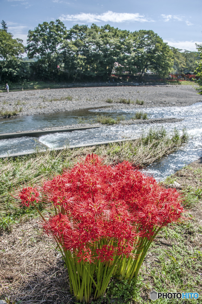 素敵な花束