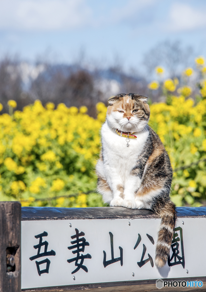 小春日和