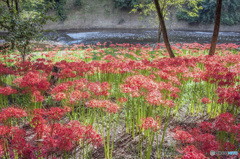 曼珠沙華