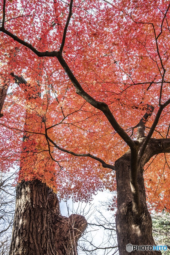 名残の紅葉