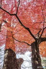 名残の紅葉