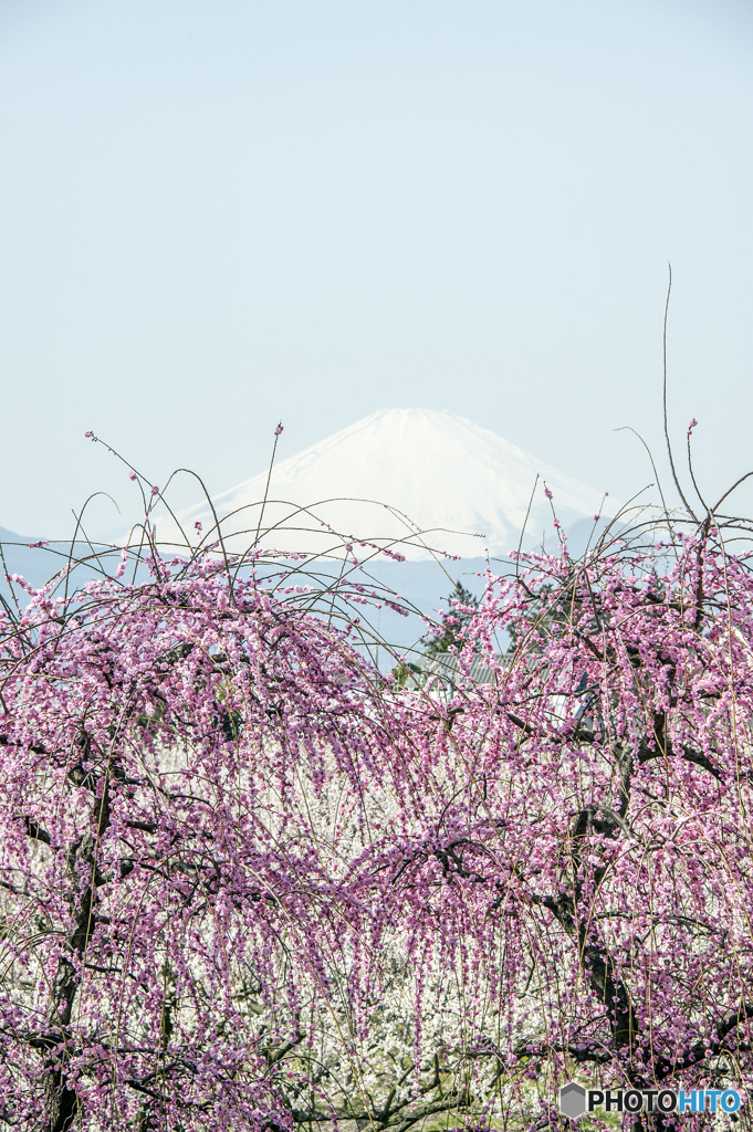 枝垂れ梅と富士山